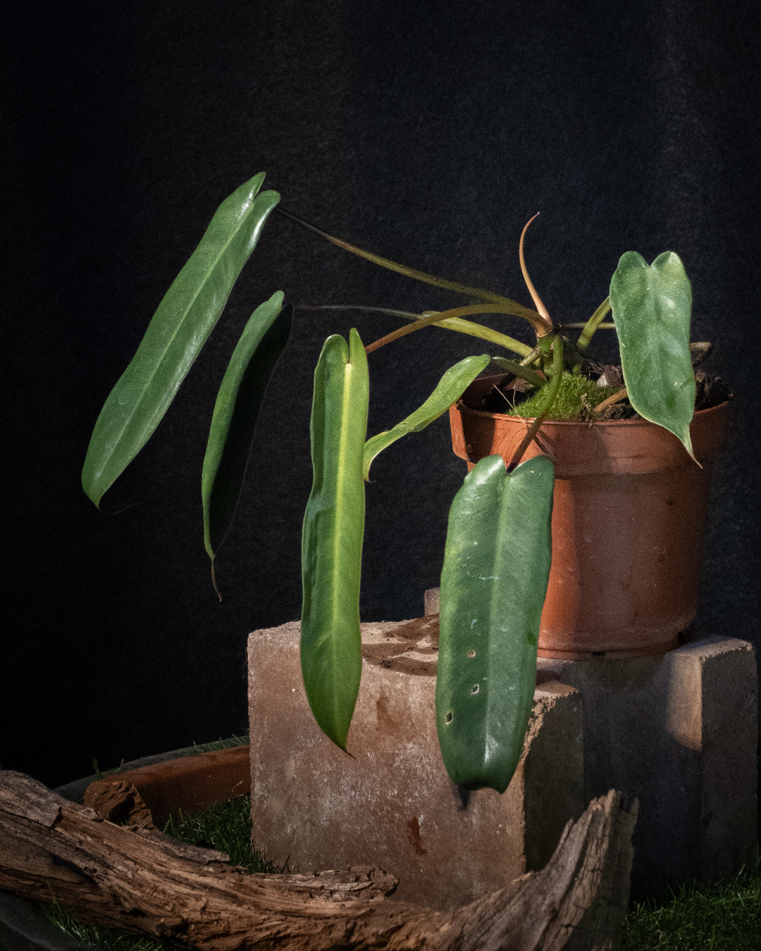 Philodendron spiritus-sancti (narrow select)