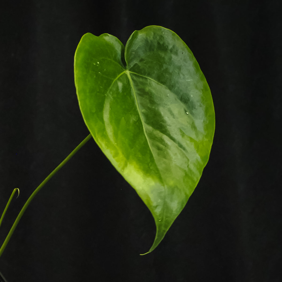 Anthurium grandifolium sp. 'Guadeloupe'
