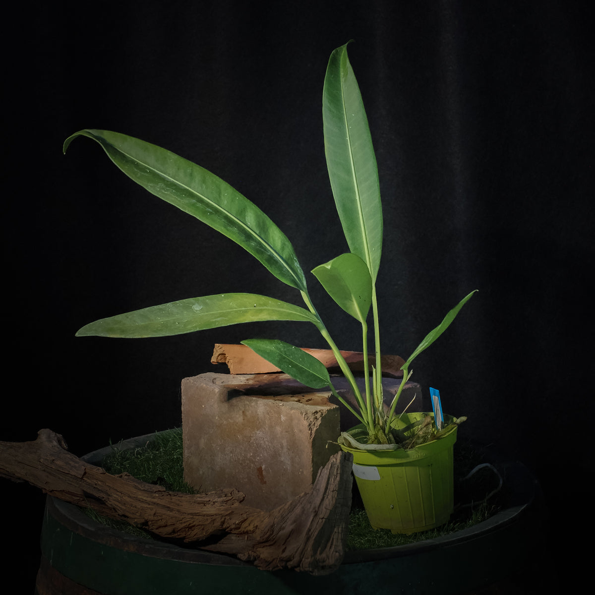 Anthurium sp. 'Morona'
