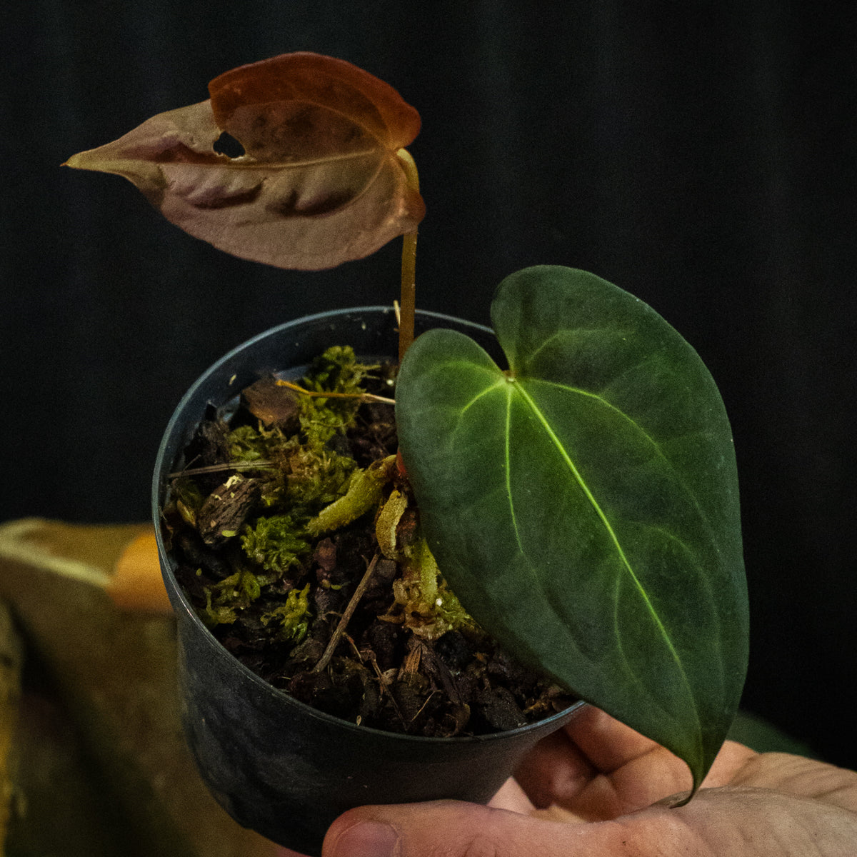 Anthurium 'Bjutiful' (papillilaminum hybrid)