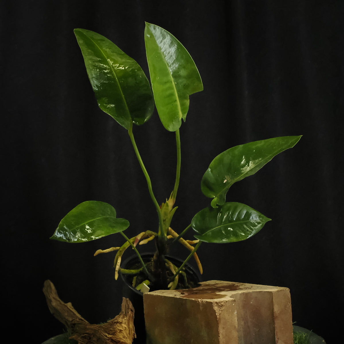 Anthurium parasiticum