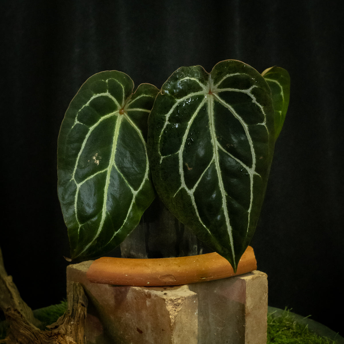 Anthurium 'Red Crystal' × forgetii