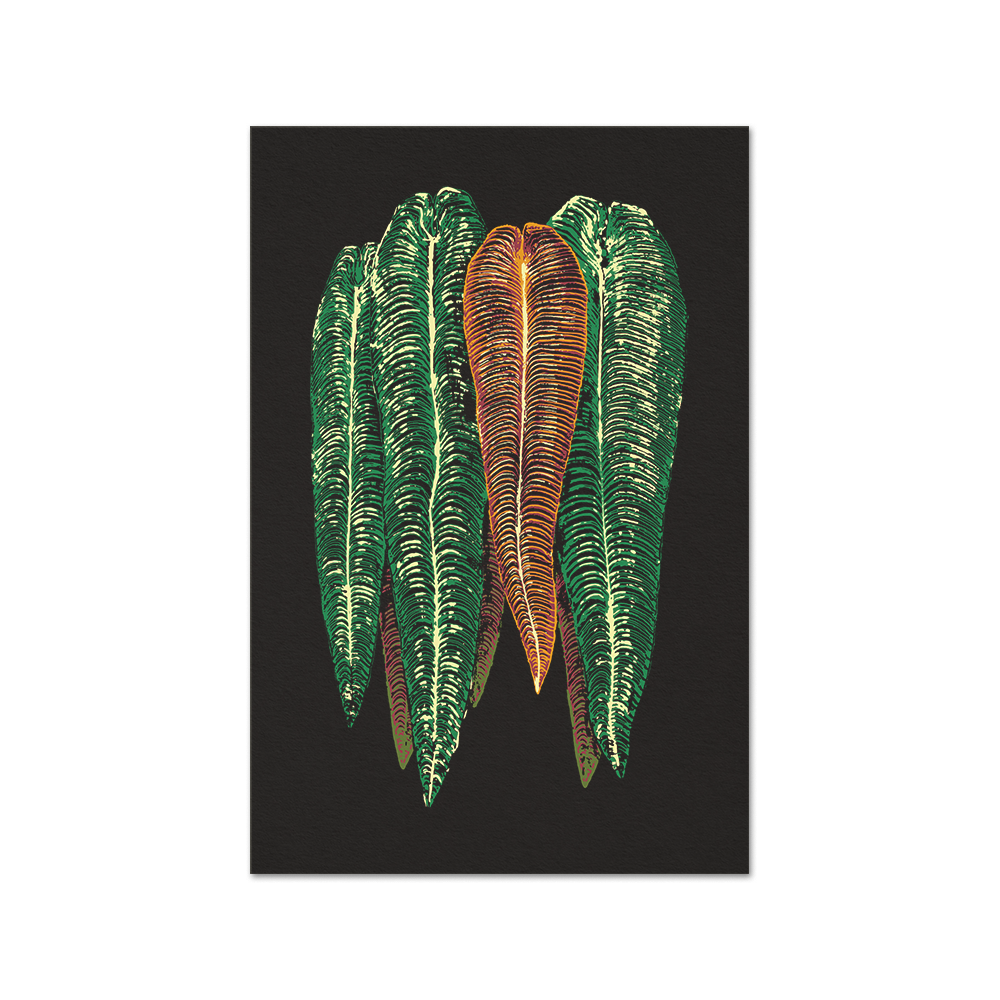 Anthurium veitchii Dark Print Fine Art Print