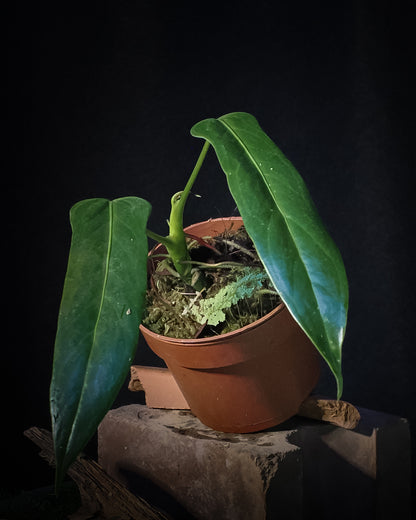 Anthurium palmatum