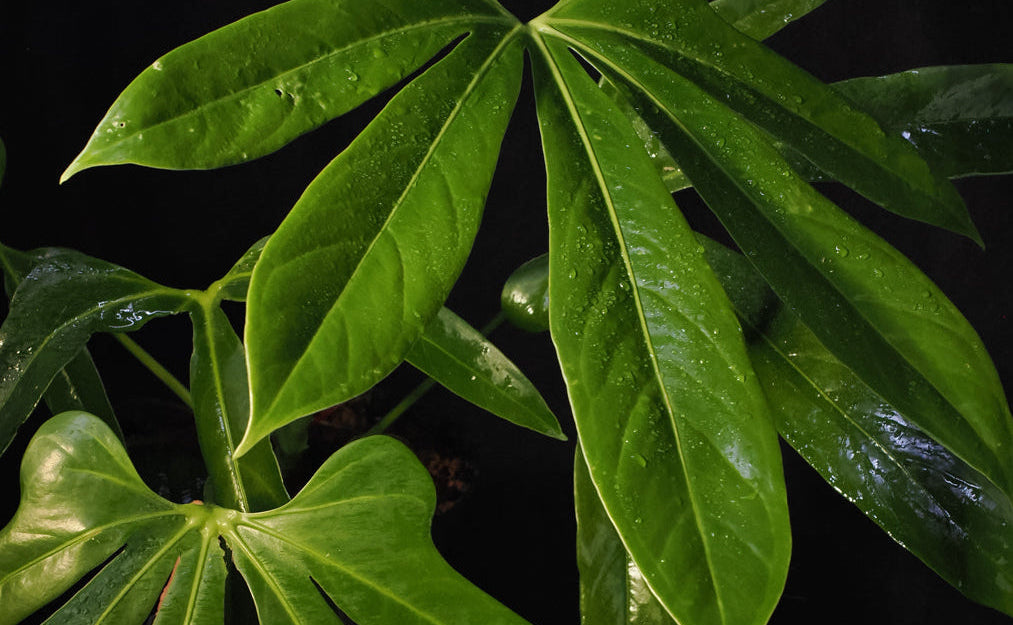 Anthurium palmatum