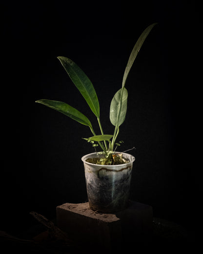 Anthurium sp. 'Morona'