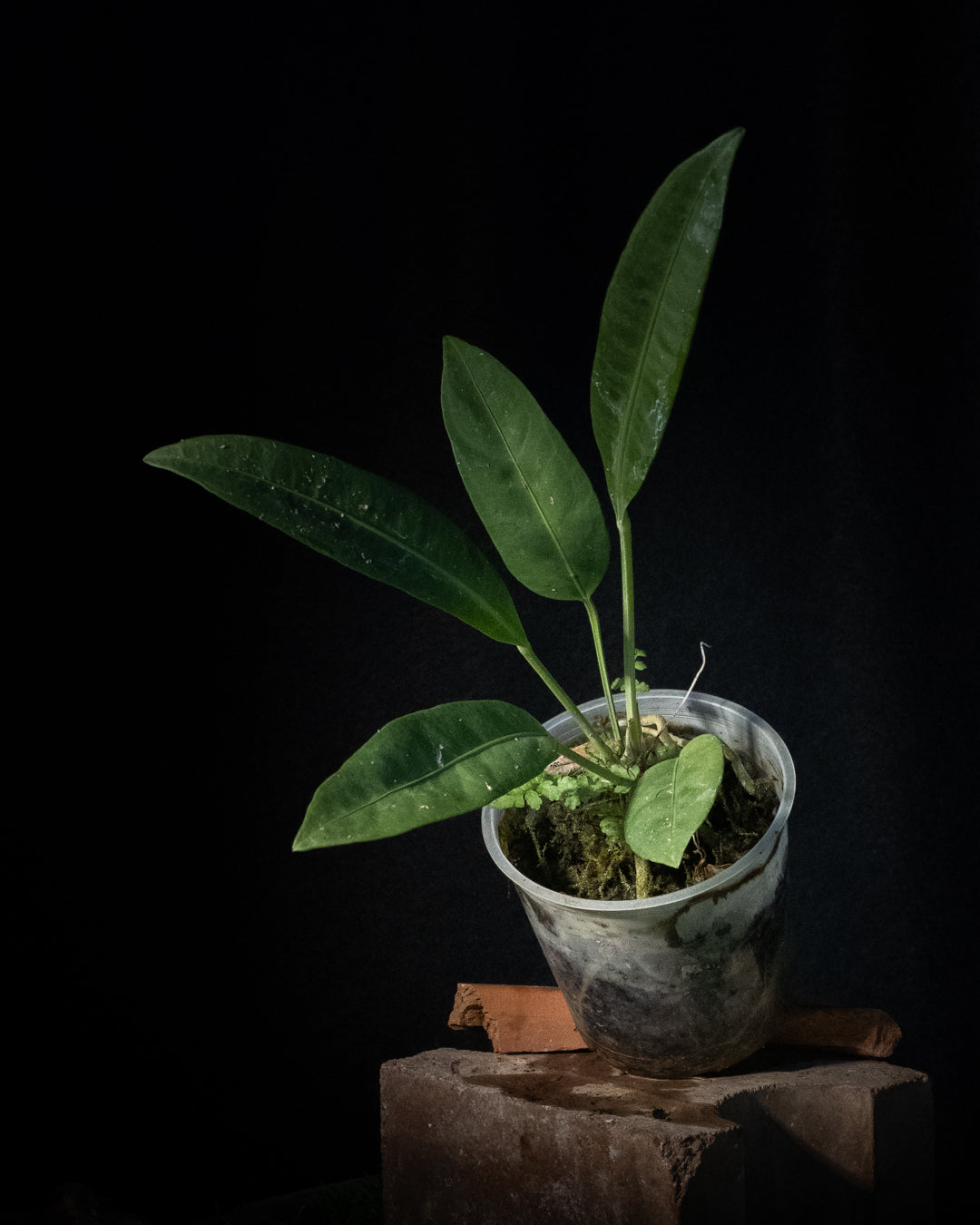 Anthurium sp. 'Morona'