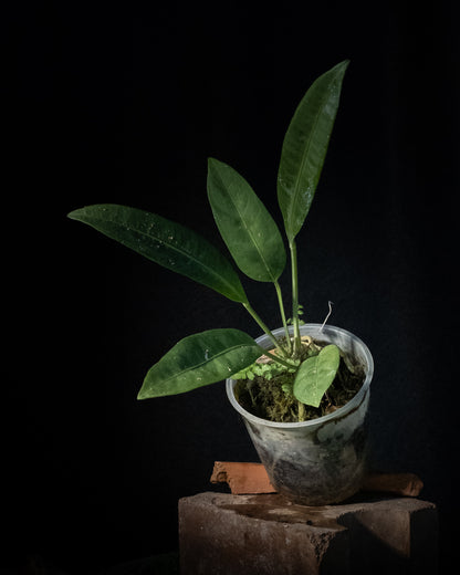 Anthurium sp. 'Morona'