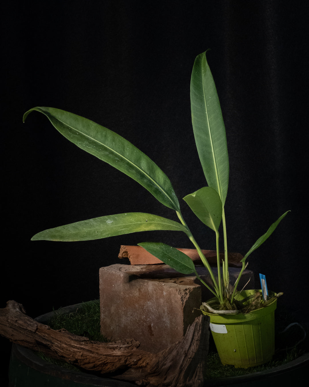 Anthurium sp. 'Morona'