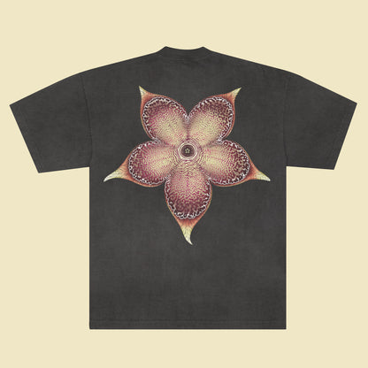 Edithcolea grandis - T-Shirt