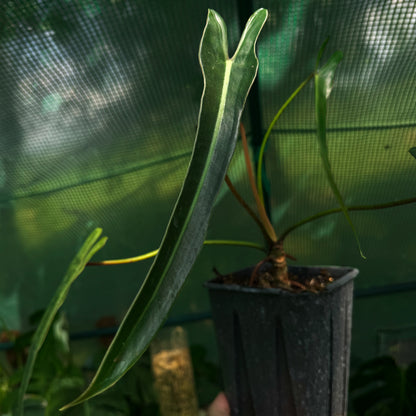 Philodendron spiritus-sancti (narrow select)