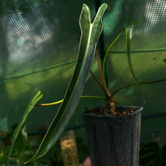 Philodendron spiritus-sancti (narrow select)