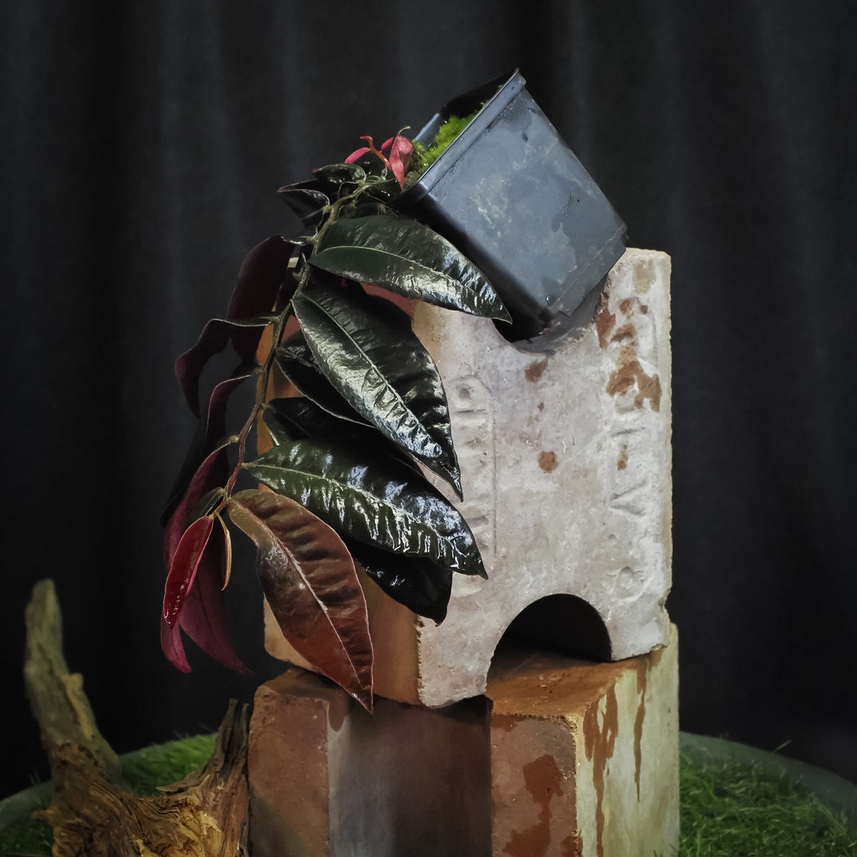 A potted plant (marcgravia el coca) with almost black leaves and pinkish-red undersides, displayed on stacked stone blocks against a dark background.