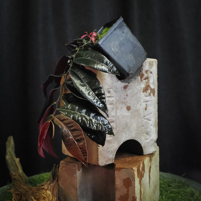 A potted plant (marcgravia el coca) with almost black leaves and pinkish-red undersides, displayed on stacked stone blocks against a dark background.
