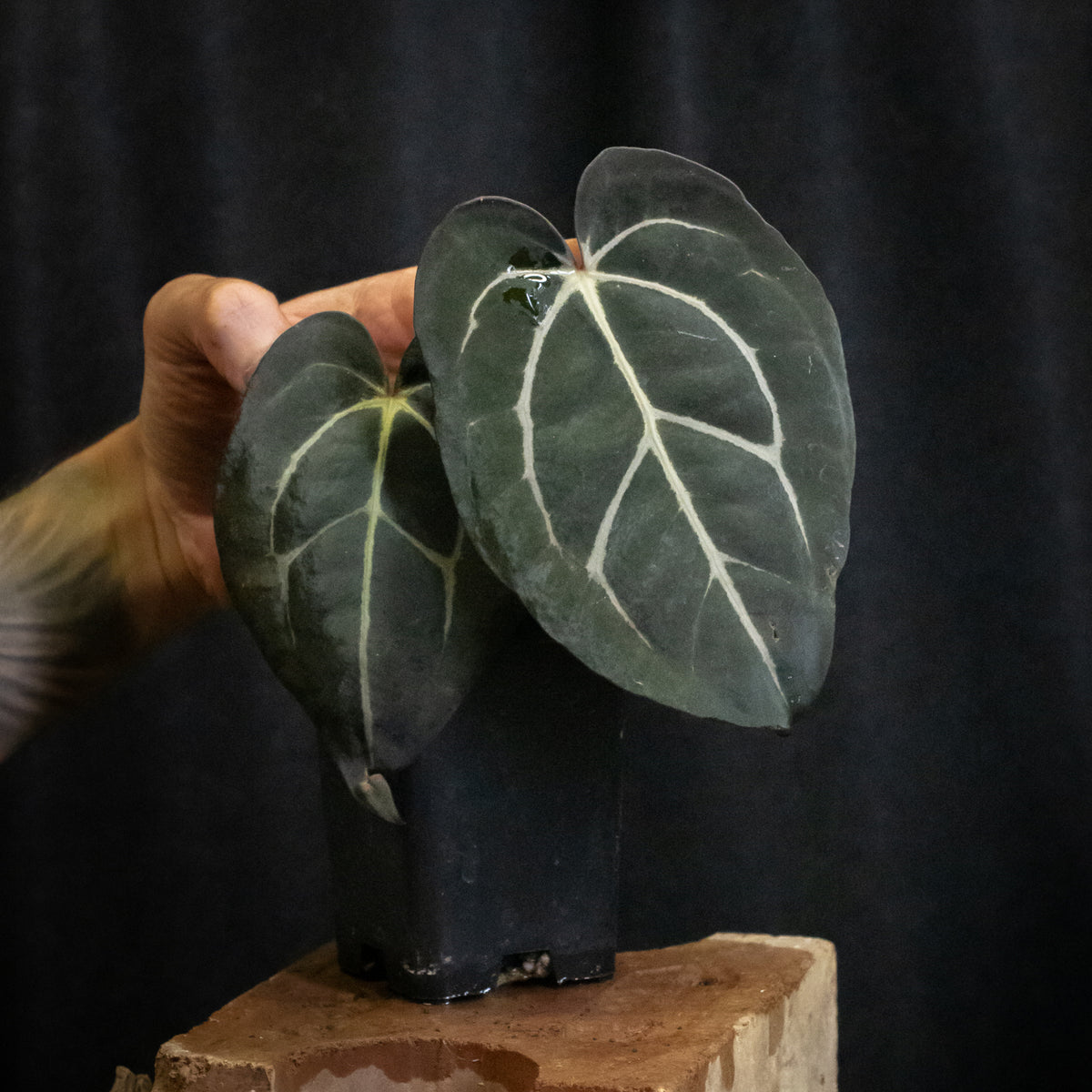 Anthurium carlablackiae "RA10" x carlablackiae "Wuhoo"