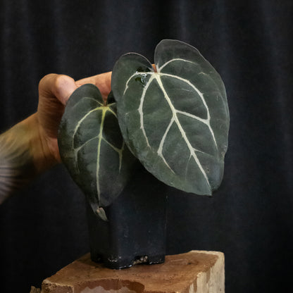 Anthurium carlablackiae "RA10" x carlablackiae "Wuhoo"