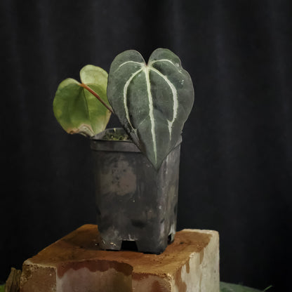 Anthurium carlablackiae "RA10" x carlablackiae "Wuhoo"