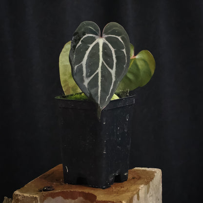 Anthurium carlablackiae "RA10" x carlablackiae "Wuhoo"