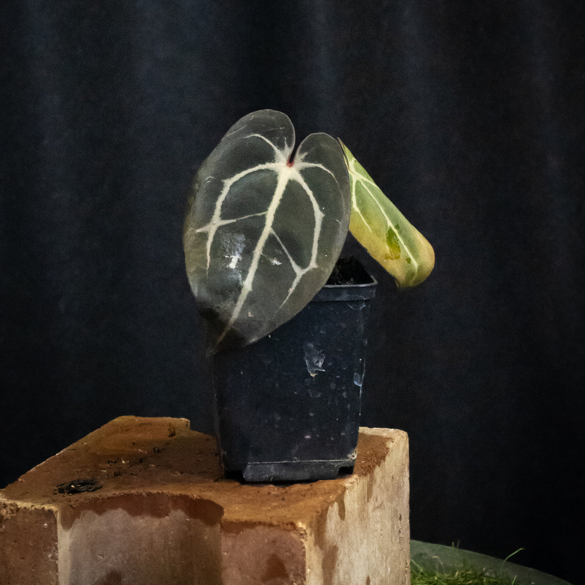 Anthurium carlablackiae "RA10" x carlablackiae "Wuhoo"