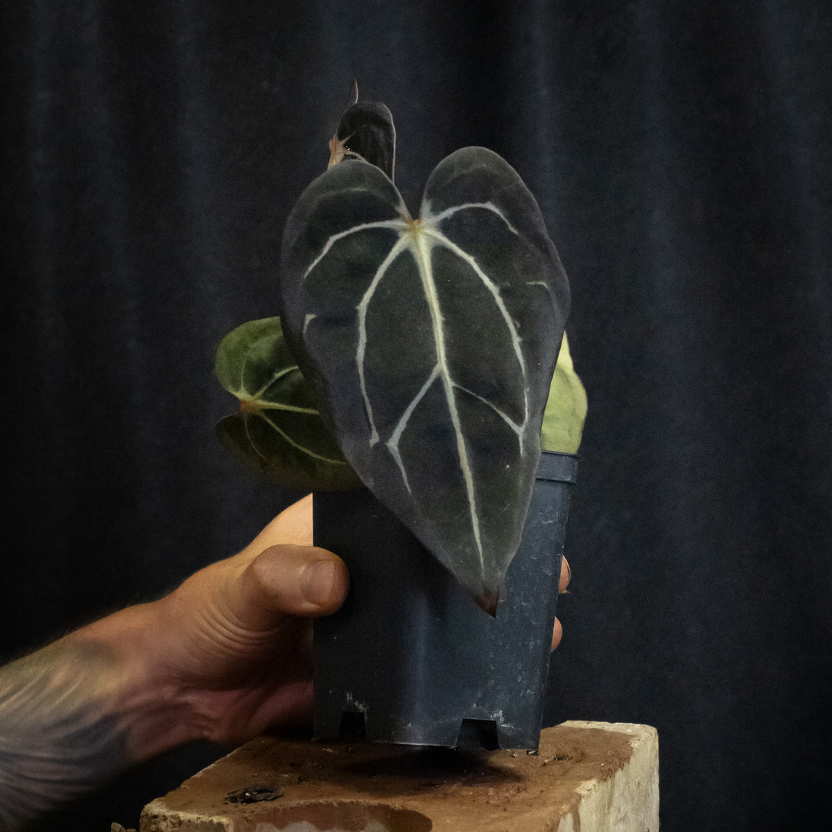 Anthurium carlablackiae "RA10" x carlablackiae "Wuhoo"