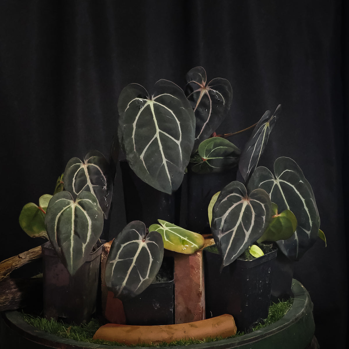 Anthurium carlablackiae "RA10" x carlablackiae "Wuhoo"