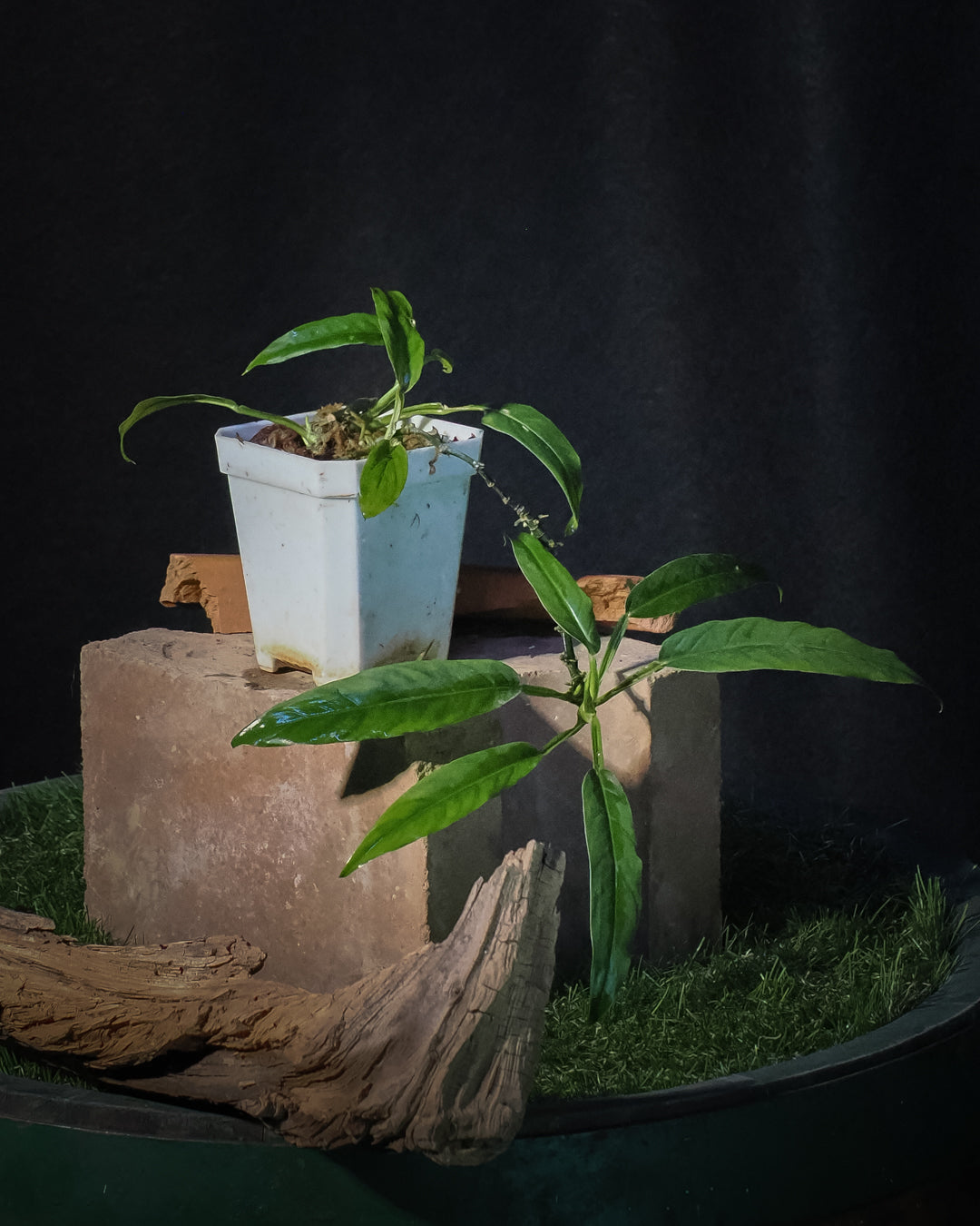 Philodendron sp. 'Pteromischum' (mini)