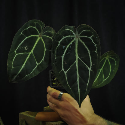 Anthurium 'Red Crystal' × forgetii