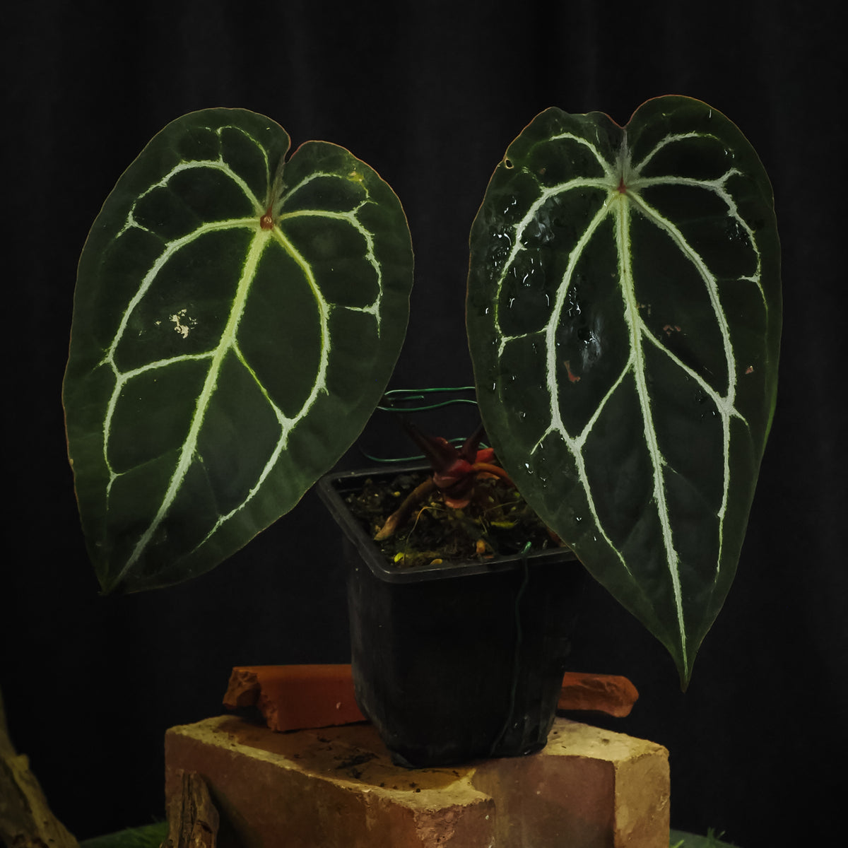 Anthurium 'Red Crystal' × forgetii