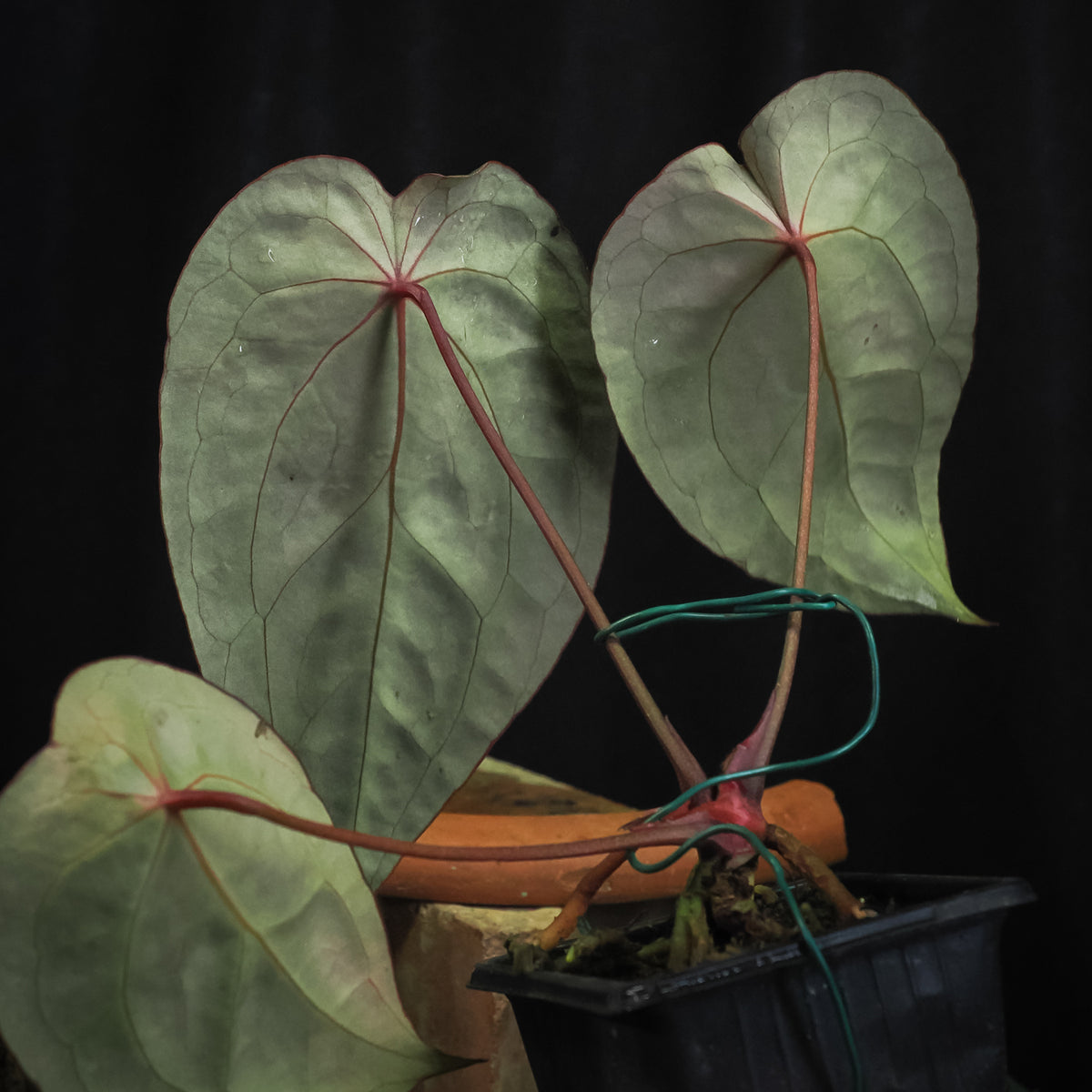 Anthurium 'Red Crystal' × forgetii