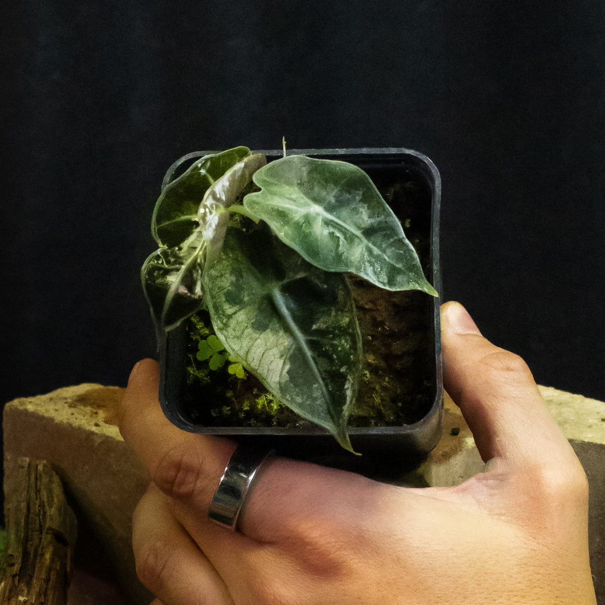 Alocasia 'Polly' pink variegated