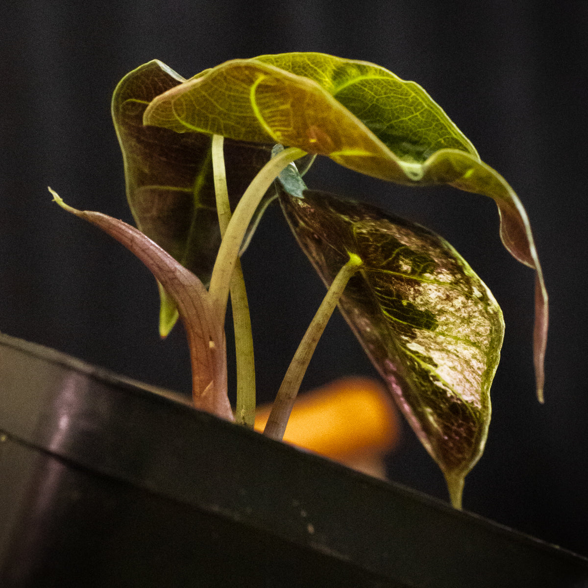Alocasia 'Polly' pink variegated