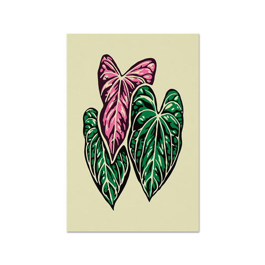 Anthurium papillilaminum Print - Tropics' Narcotics