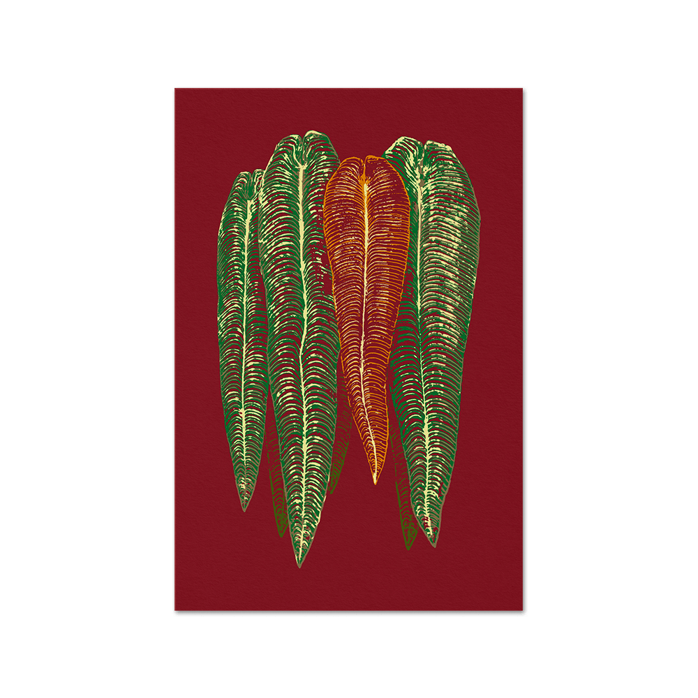 Anthurium veitchii Print Fine Art Print (Color variations) - Tropics' Narcotics