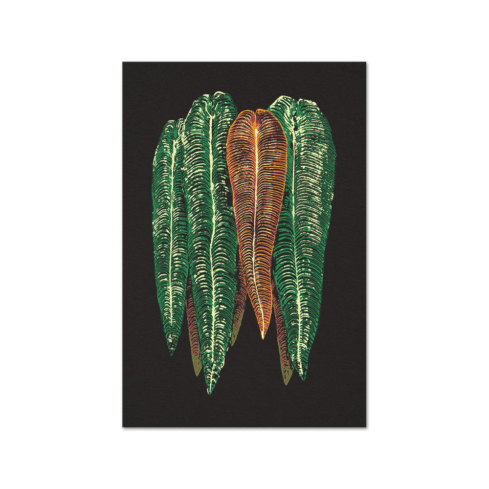 Anthurium veitchii Print Fine Art Print (Color variations) - Tropics' Narcotics