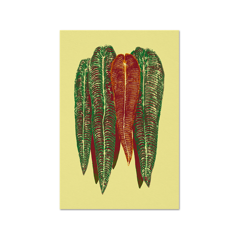 Anthurium veitchii Print Fine Art Print (Color variations) - Tropics' Narcotics