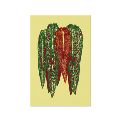 Anthurium veitchii Print Fine Art Print (Color variations) - Tropics' Narcotics