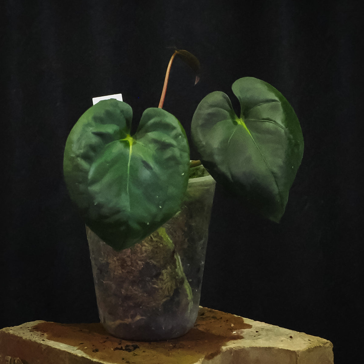 Anthurium ('Gator' × 'Dadbod') × 'Bunny'