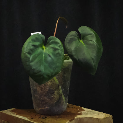 Anthurium ('Gator' × 'Dadbod') × 'Bunny'