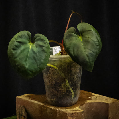 Anthurium ('Gator' × 'Dadbod') × 'Bunny'