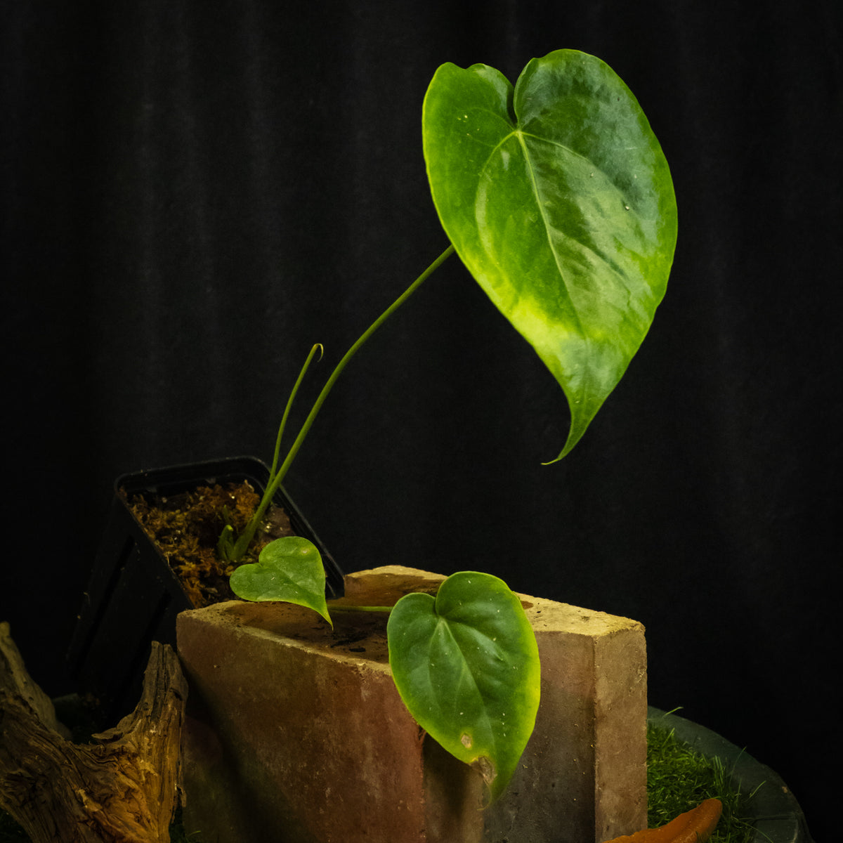 Anthurium grandifolium sp. 'Guadeloupe'