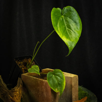 Anthurium grandifolium sp. 'Guadeloupe'