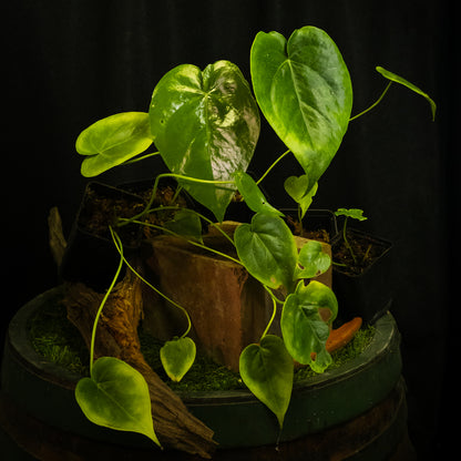 Anthurium grandifolium sp. 'Guadeloupe'