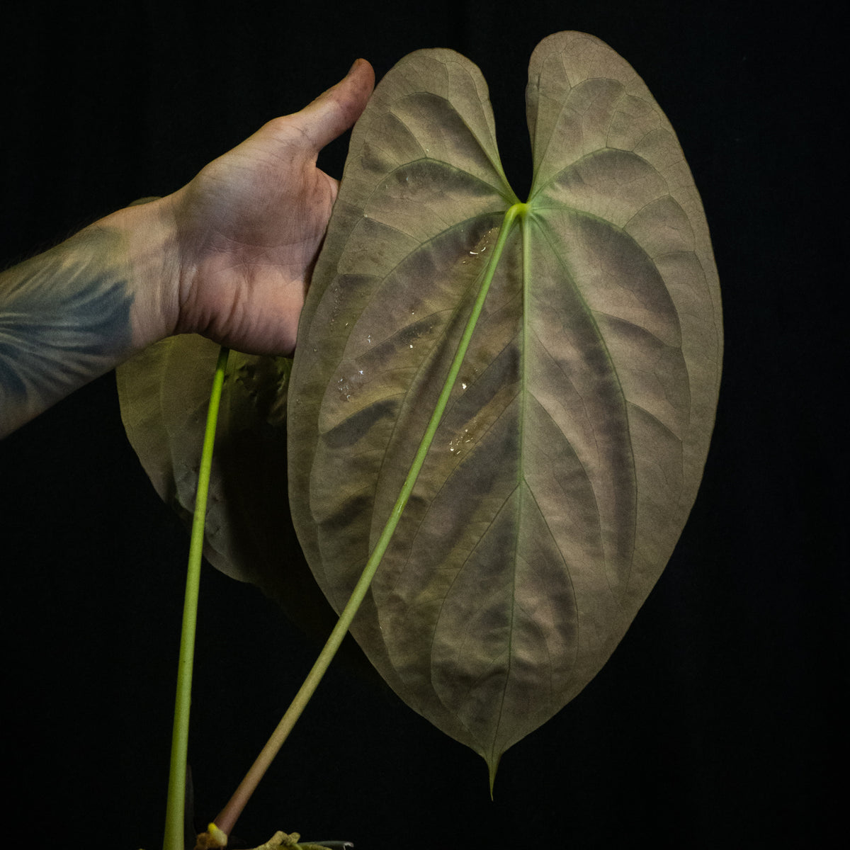 Anthurium papillilaminum 'Karin Pap×'