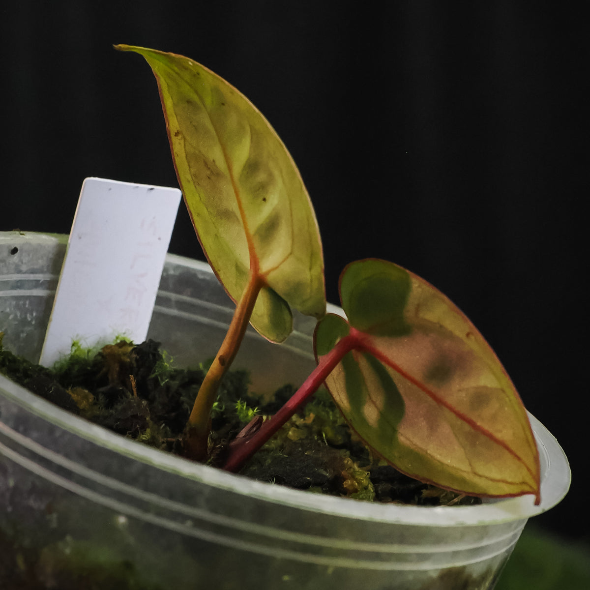 Anthurium 'Silver Blush' × 'Michelle'