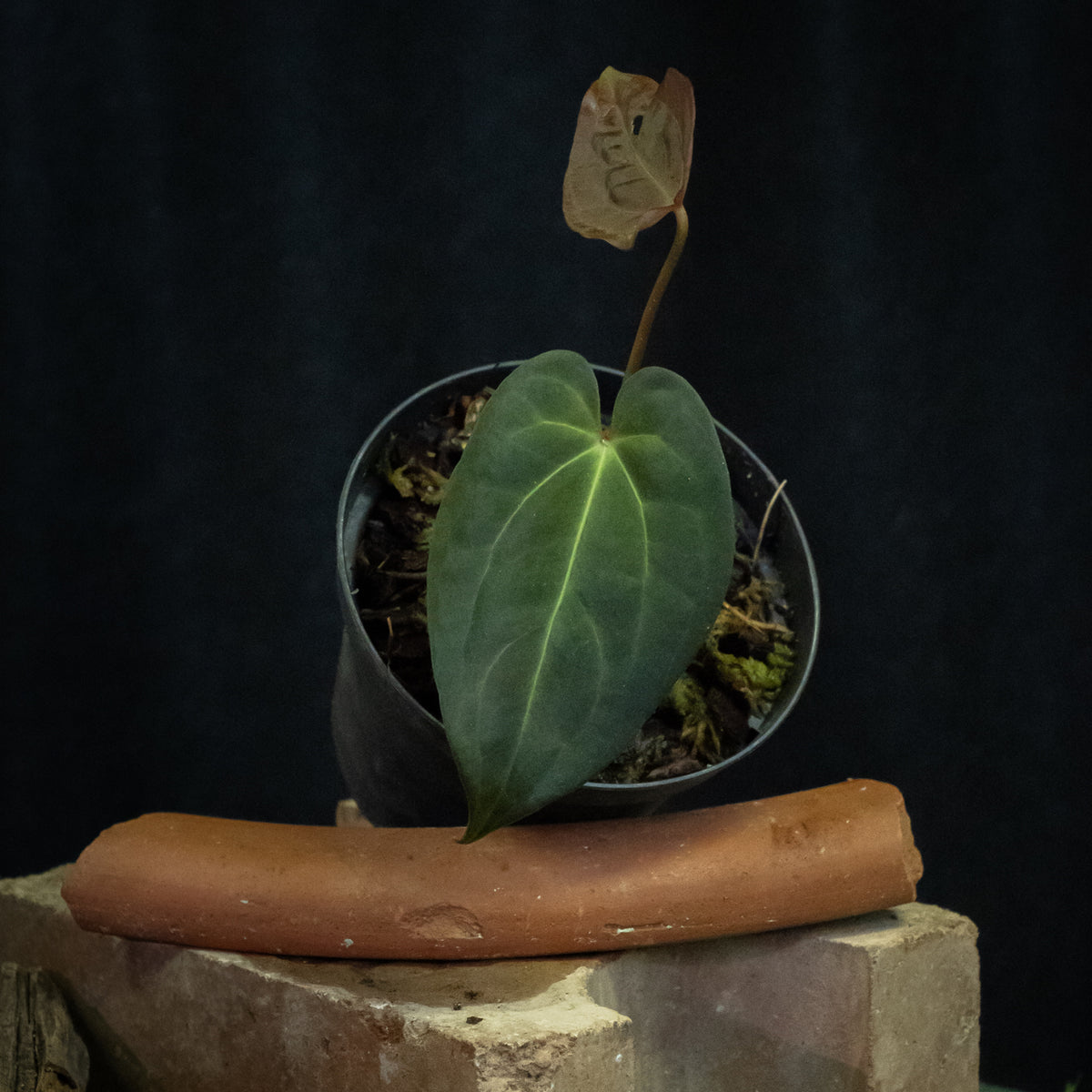 Anthurium 'Bjutiful' (papillilaminum hybrid)