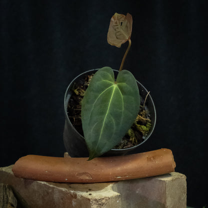 Anthurium 'Bjutiful' (papillilaminum hybrid)