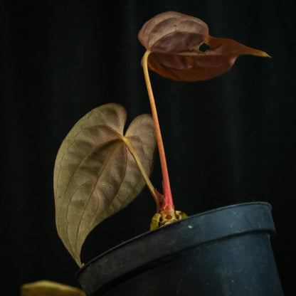 Anthurium 'Bjutiful' (papillilaminum hybrid)