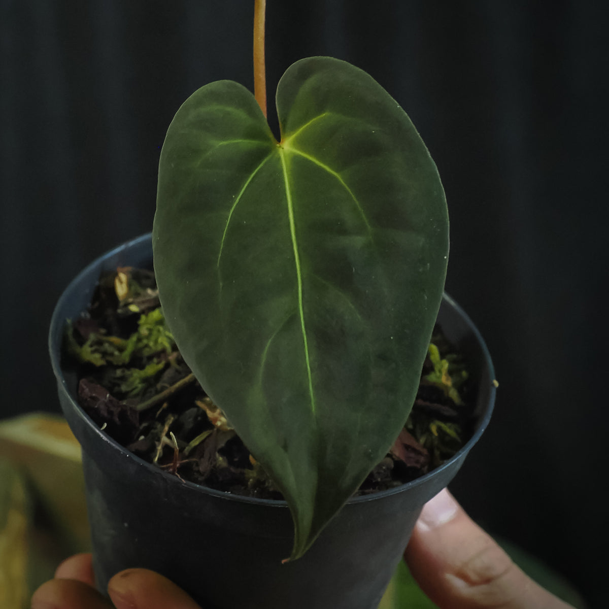 Anthurium 'Bjutiful' (papillilaminum hybrid)