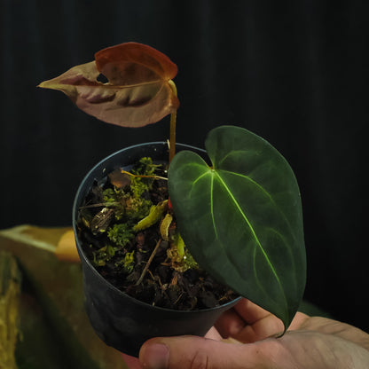 Anthurium 'Bjutiful' (papillilaminum hybrid)