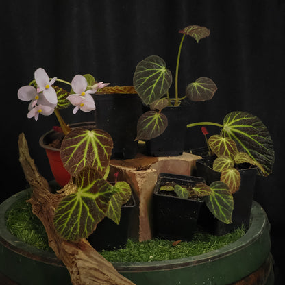Begonia chloroneura